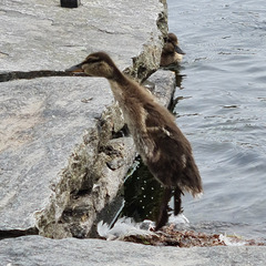 Anas platyrhynchos