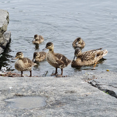 Anas platyrhynchos