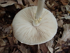Amanita abrupta