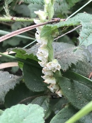 Goodyera oblongifolia