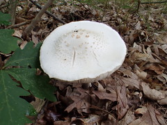 Amanita abrupta