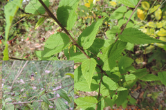 Sidastrum paniculatum