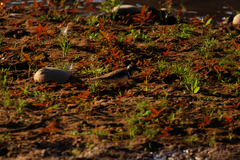 Charadrius tricollaris