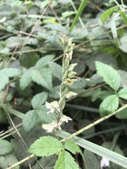 Goodyera oblongifolia