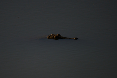Crocodylus niloticus