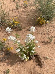 Dimorphocarpa wislizeni