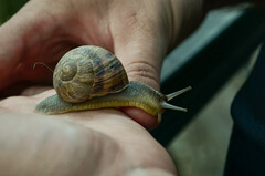 Helix albescens