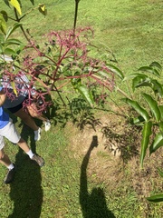 Sambucus canadensis