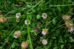 Helix albescens