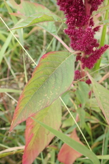 Amaranthus cruentus