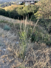 Thinopyrum intermedium