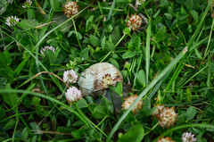 Helix albescens