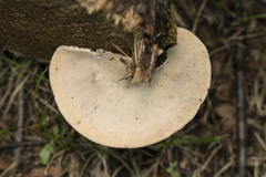 Ischnoderma resinosum