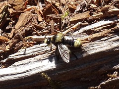 Laphria