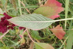 Amaranthus cruentus