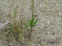 Gentianopsis