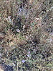 Stephanomeria exigua