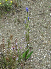 Gentianopsis