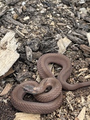 Storeria occipitomaculata