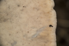 Ischnoderma resinosum