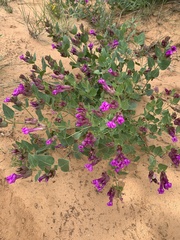 Mirabilis multiflora