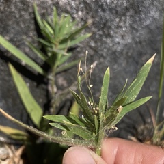 Dichanthelium acuminatum