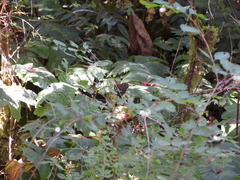 Troglodytes pacificus