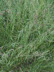 Bouteloua aristidoides