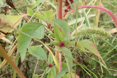 Amaranthus cruentus