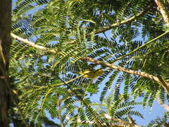 Todirostrum cinereum