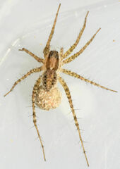 Pardosa pauxilla