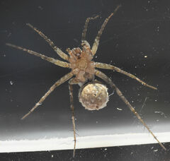 Pardosa pauxilla