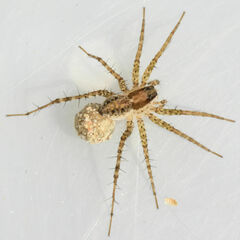 Pardosa pauxilla