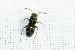 Pilophorus