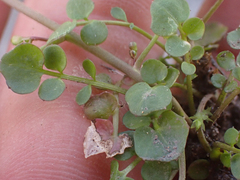 Cardamine pensylvanica