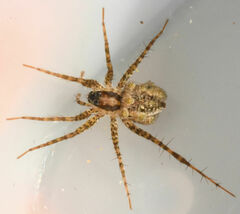 Pardosa pauxilla