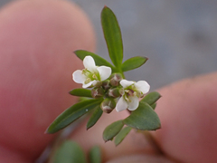 Cardamine pensylvanica