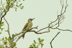 Picus viridis