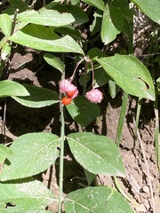 Euonymus