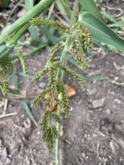 Echinochloa crus-galli