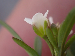 Cardamine pensylvanica