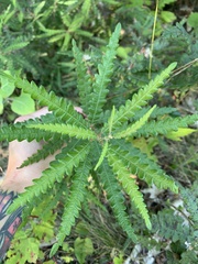 Comptonia peregrina