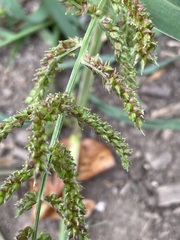Echinochloa crus-galli
