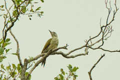 Picus viridis