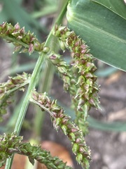 Echinochloa crus-galli