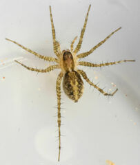 Pardosa pauxilla