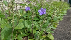 Ruellia nudiflora