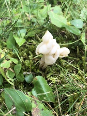 Helvella crispa