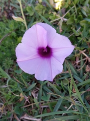 Ipomoea cairica