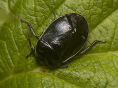Sehirus cinctus